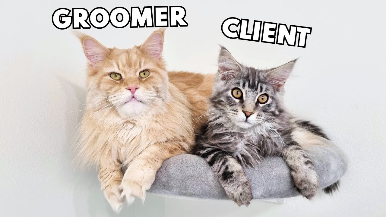 A Busy Working Day for Buster, the Cat Grooming Expert!