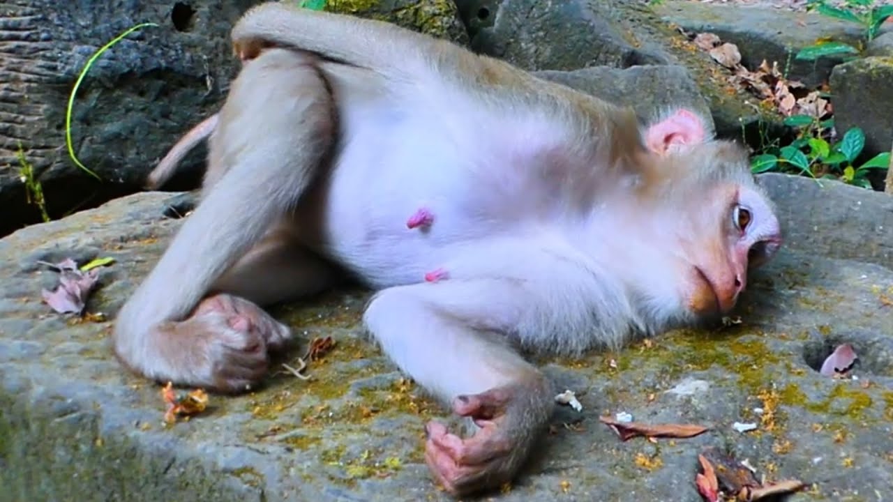 Big Pregnant Makes Monkey Lay So Tired 🐒 She Lies on a Lonely Stone to Take Care of Her Preg