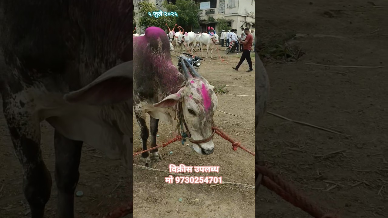 chalisgaon bail bazar #chakanbailbajar #baliraja #bailbazaarmaharashtracha #farming #bailmarket