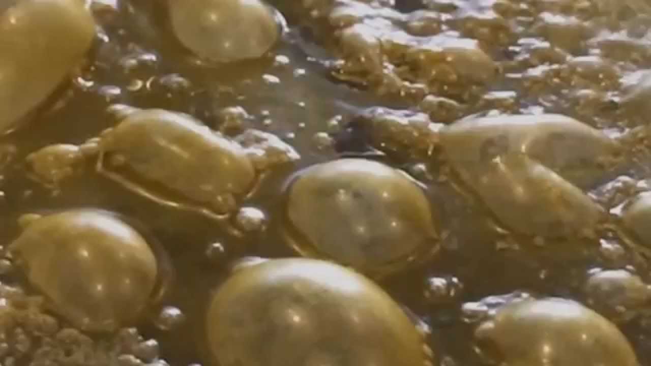 Blasting bubbles, 710 BHO Globs
