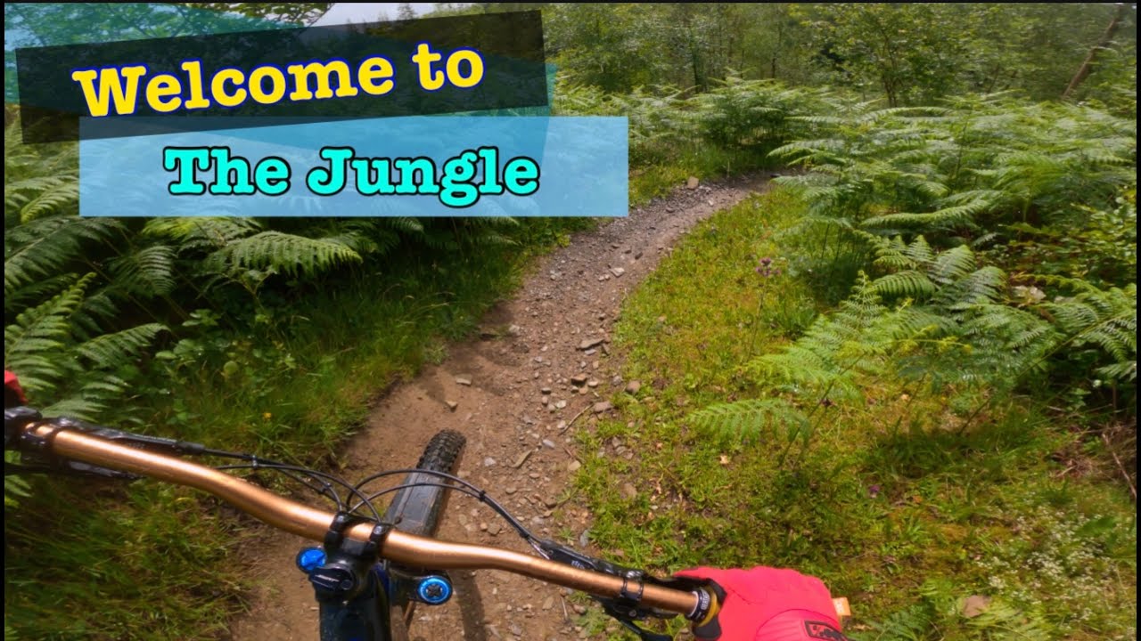 Bushwack Bonanza.Mabie Forest 7stanes.