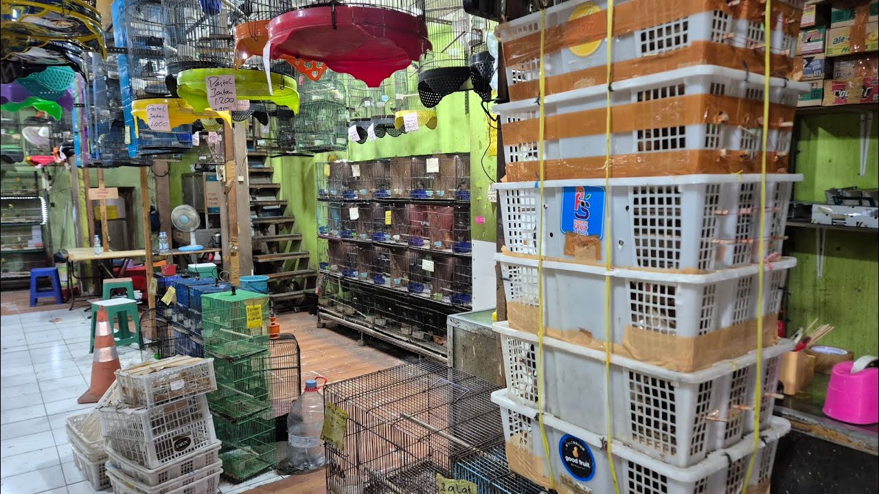 Datang Murai Medan TrotoL Pastol Mulai 170k Saja, Juga Trima Setor 089628101130