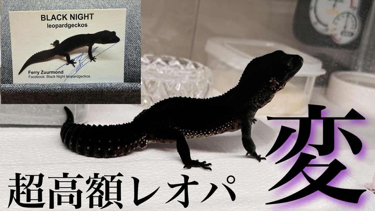 超高額なレオパがまさかの激変…