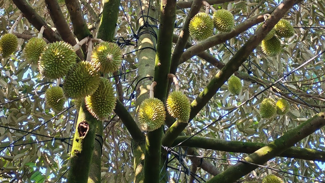 Bỏ Phân Cho Sầu Riêng Giai Đoạn Nuôi Trái. Lh : Hướng 0917133453