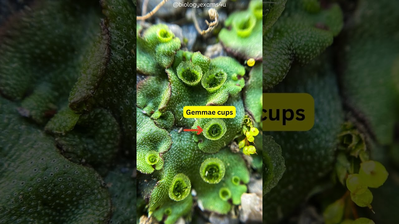 What is gemmae? The gemmae help in