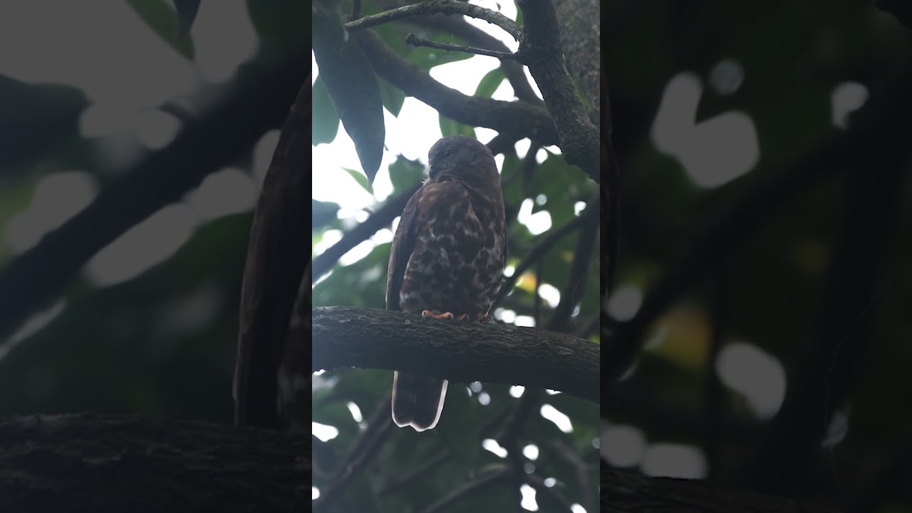The Ghost of Purbasthali: Unmasking the Brown Boobook 🦉🌙 