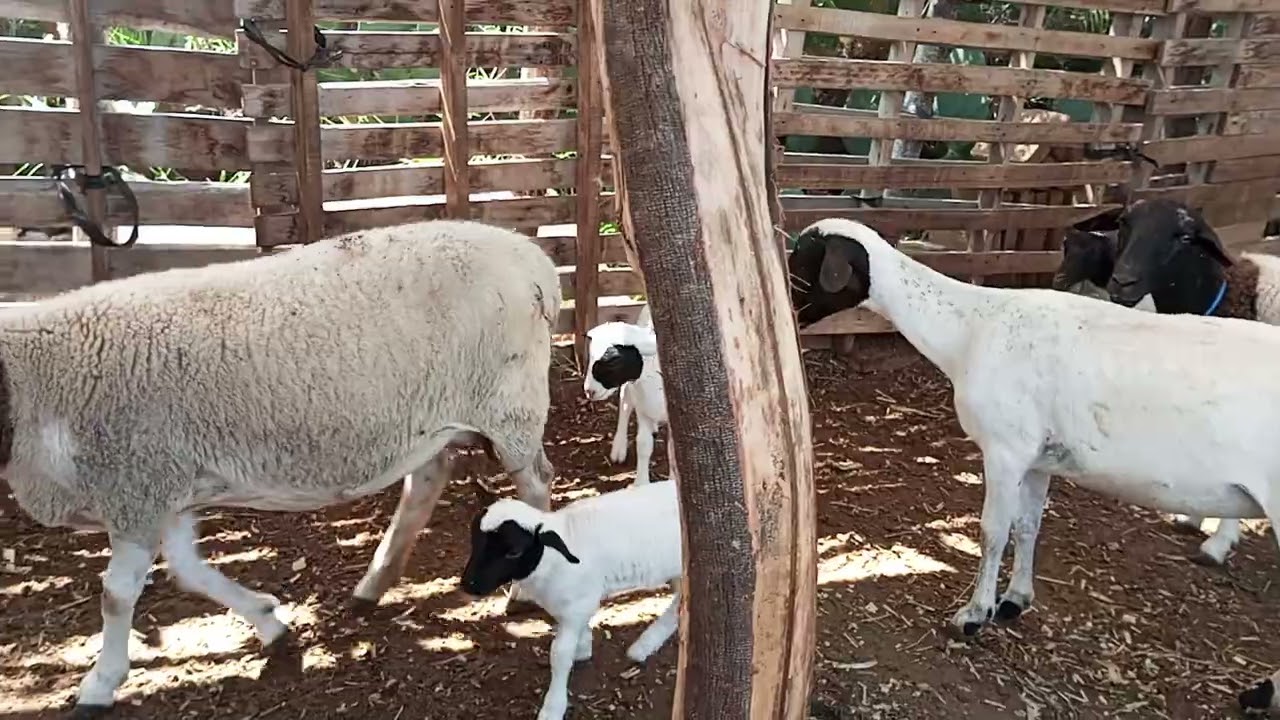 6 ovelhas paridas com 8 borrego a venda em Monteiro PB 83 999836600 ZAP 