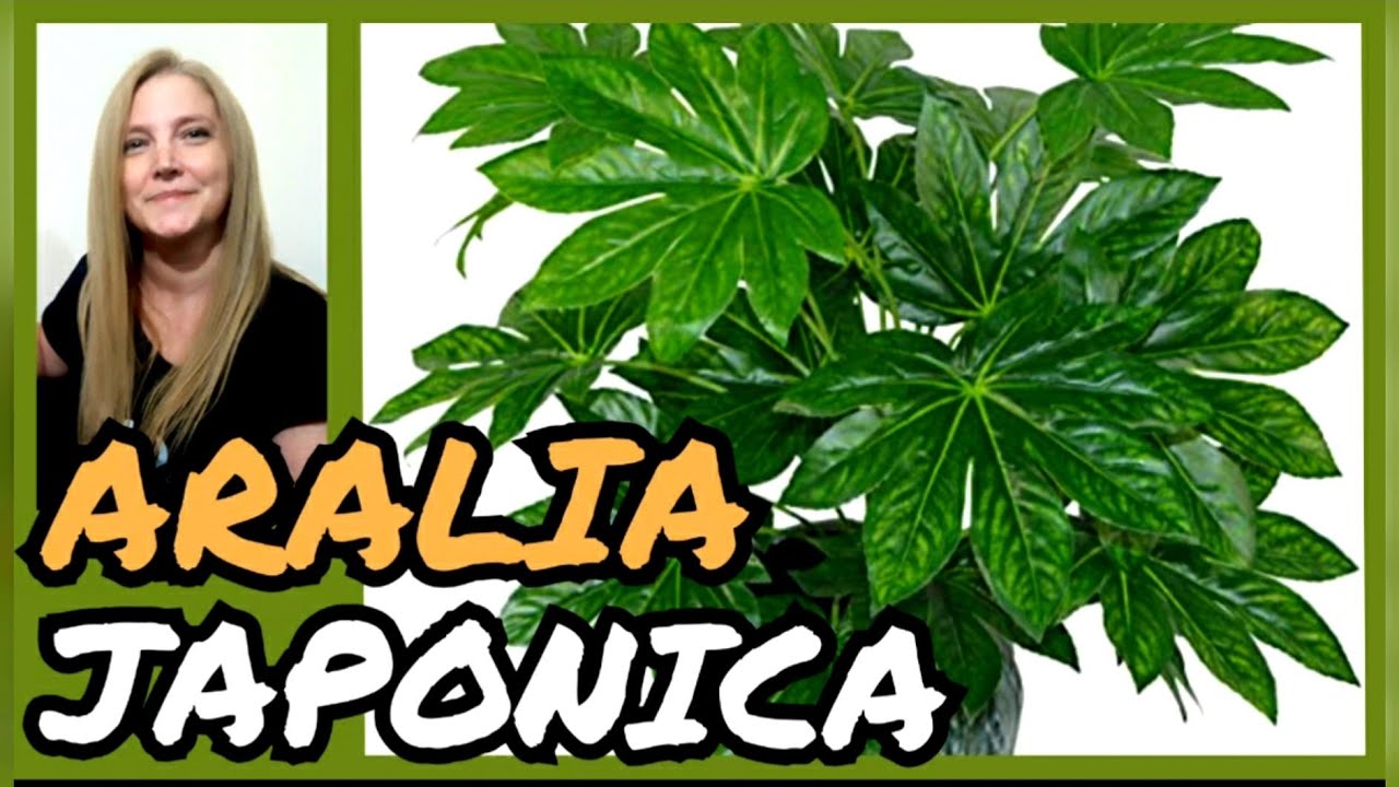 ARALIA JAPÓNICA ► Cuidados de la Fatsia japónica o ARALIA.@Verónica Campanini Plantas