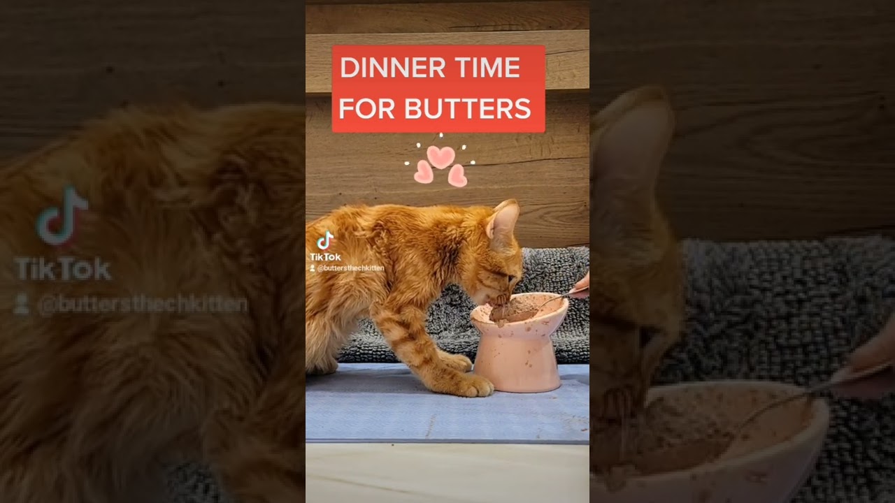 Butters the CH Kitten