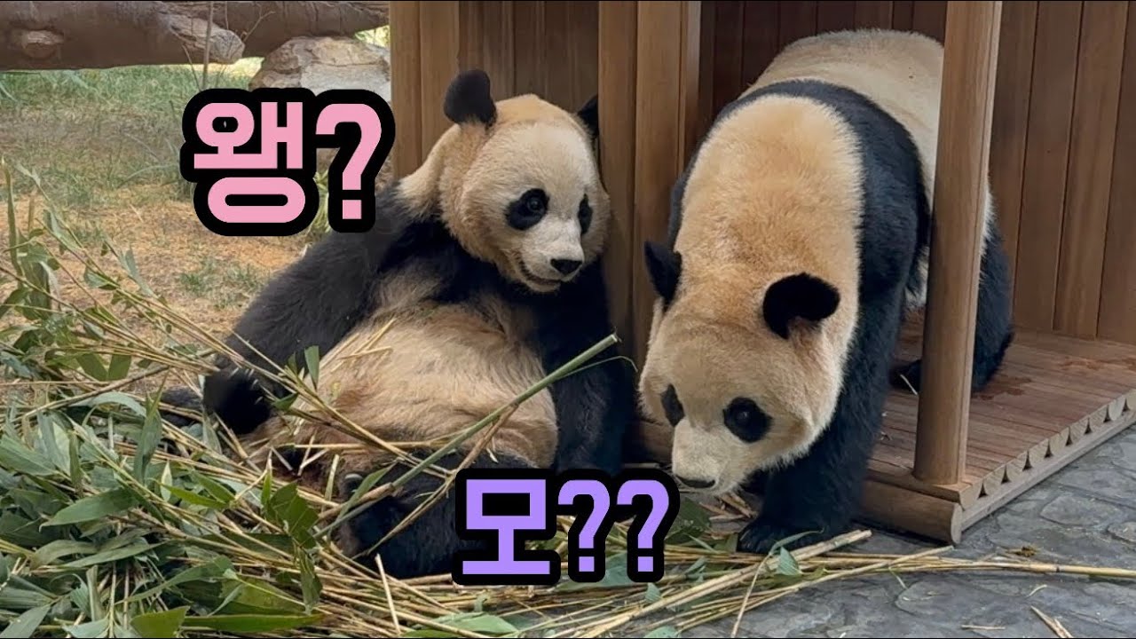 포동포동 꼬마곰들🧸🧸 