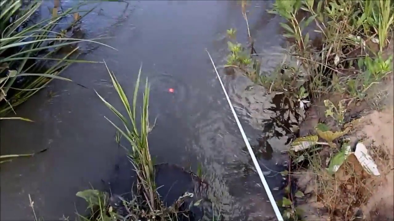 Pescaria de Lambari, melhor pesca que tem!!!!!