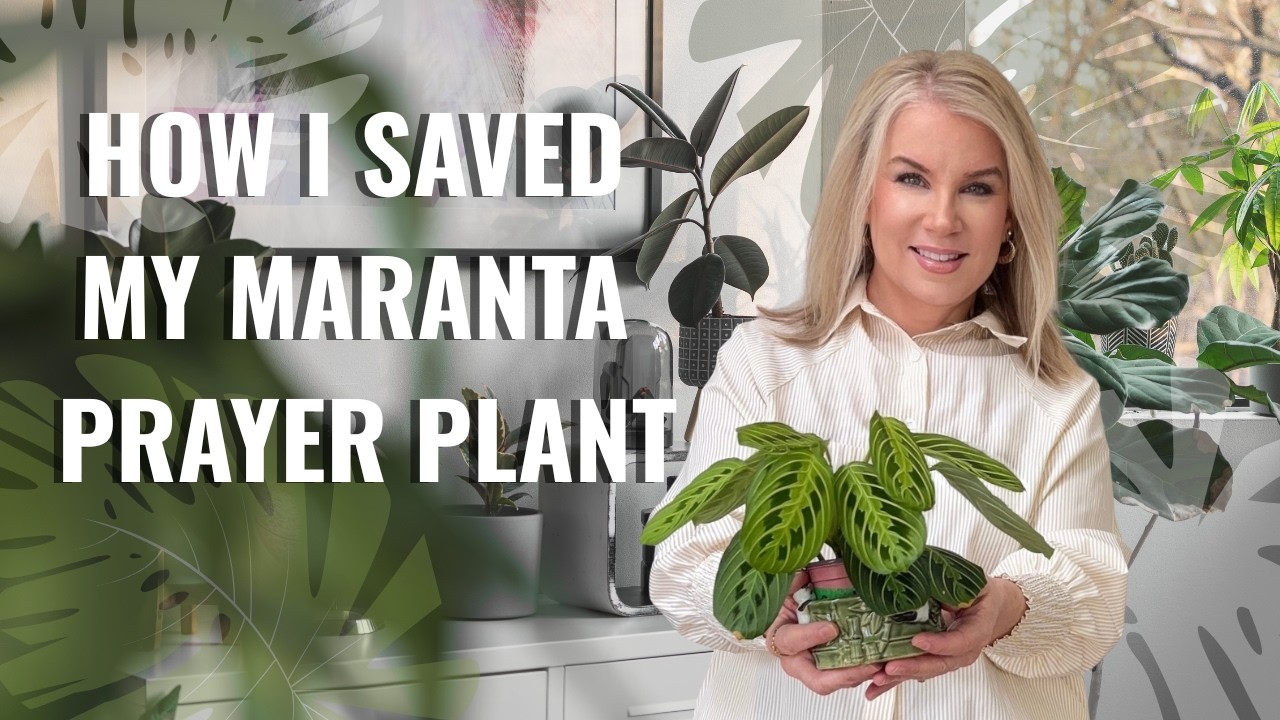 Maranta Plant Care Tips… and the Beautiful Lesson It Teaches