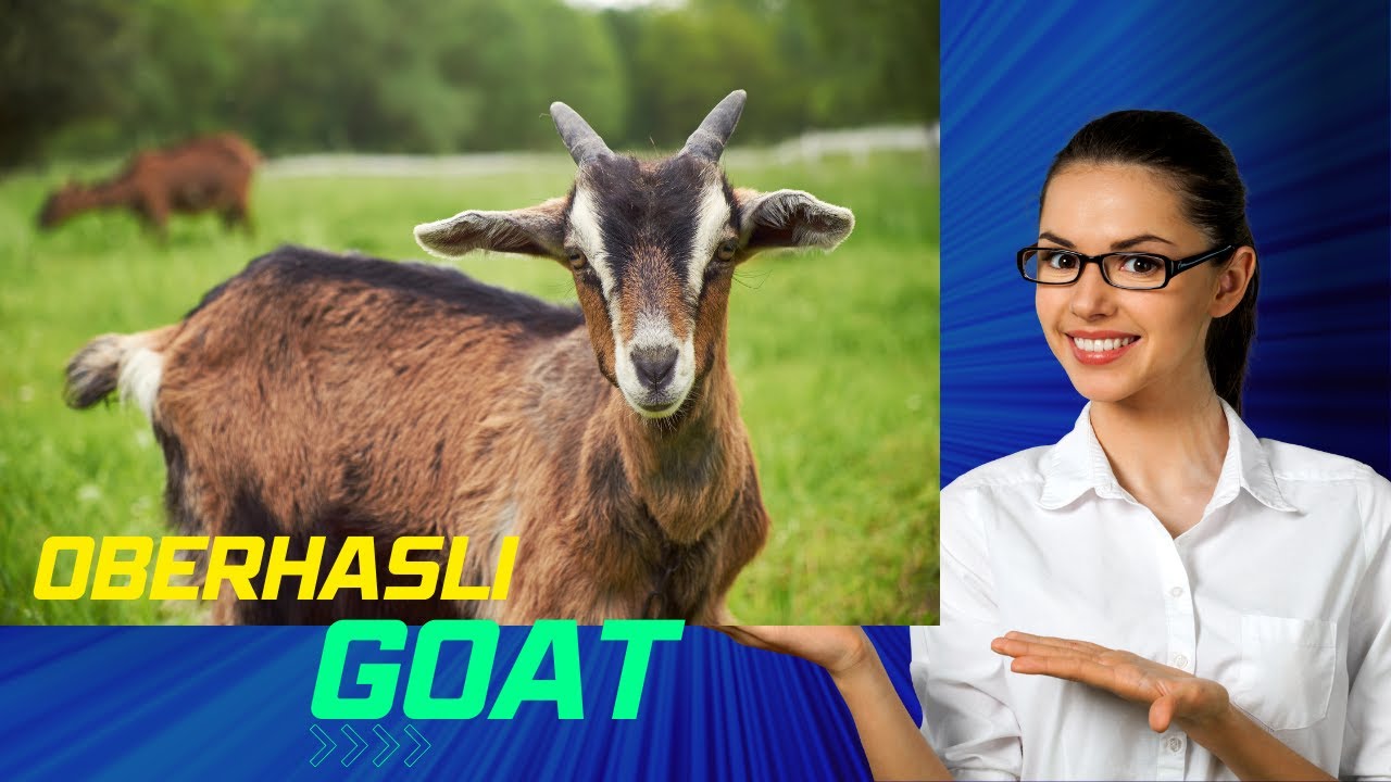 Oberhasli Dairy Goat Breed In Switzerland | Highest Milk Producing Goat Breed
