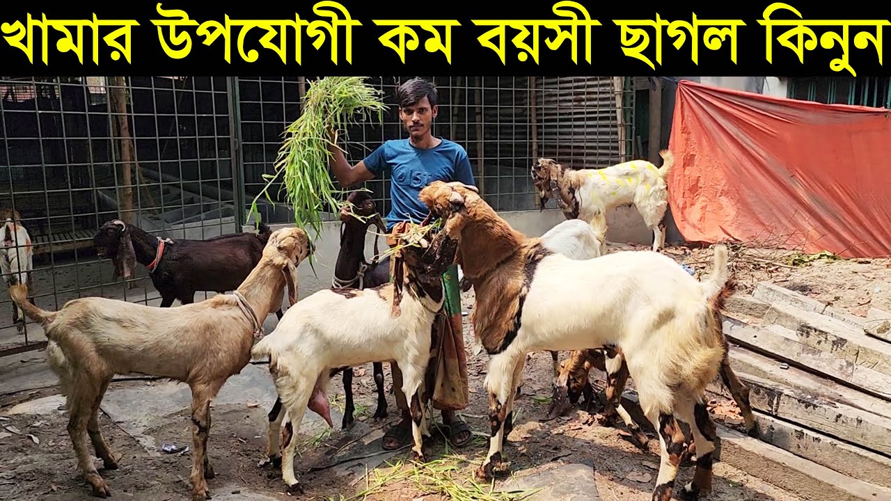 ঢাকার কেরানীগঞ্জ থেকে কম বয়সী তোতাপুরি ছাগল কিনুন goat farm in dhaka