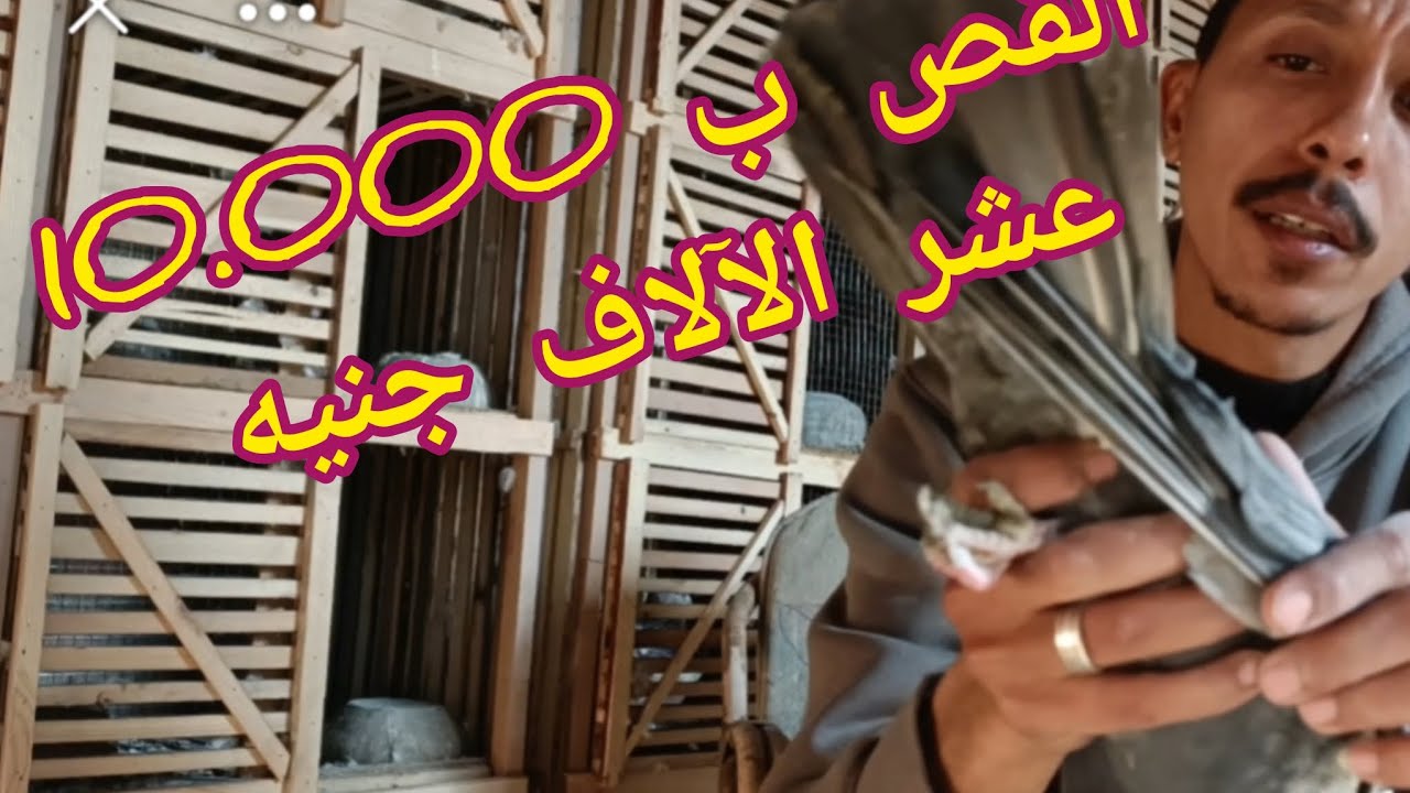 القص بقي 10.000 جنية واللي مش عجبوا يعمل اي 😱#حمام #غزار
