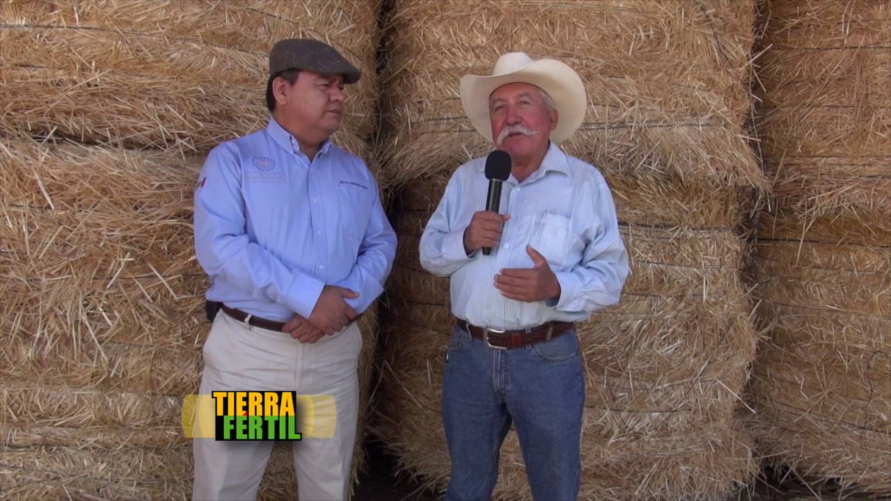 TIERRA FERTIL TV - Producción de Hongos (04.06.16)