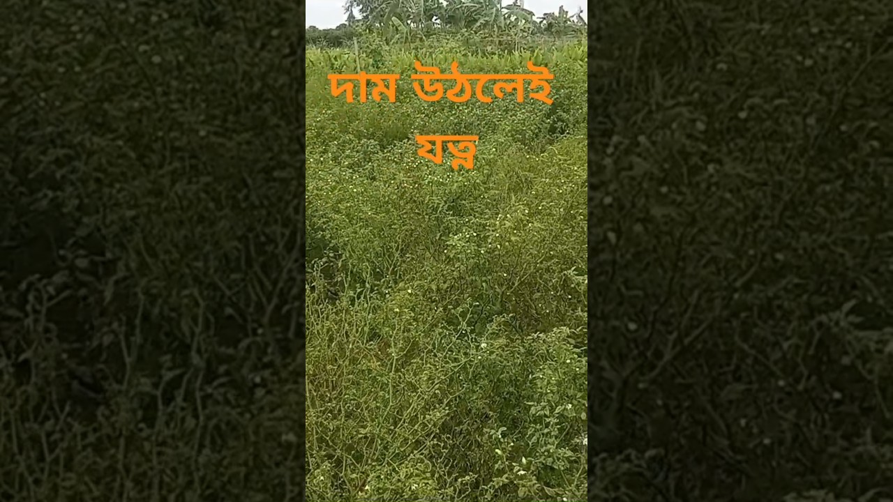 মুল কারণ  #shortvideo #shortsvideo #shorts #viralshorts @krau79 #কৃষি অঙ্গন #krishibd