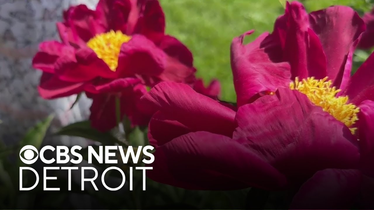 Historic peony garden in bloom at University of Michigan's campus in Ann Arbor