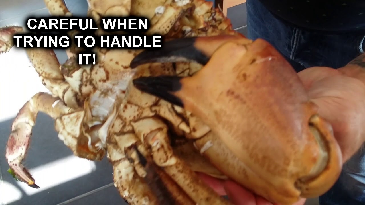 | HUGE BROWN CRAB | HOW TO PREPARE AND COOK!