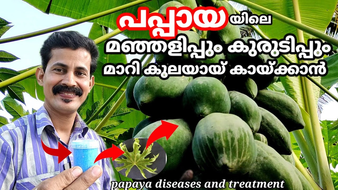 Papaya diseases and treatment പപ്പായയിലെ മഞ്ഞളിപ്പ് ഇല പുള്ളി കുരുടിപ്പ് ഇവ മാറ്റാൻ BtechMIXMEDl A