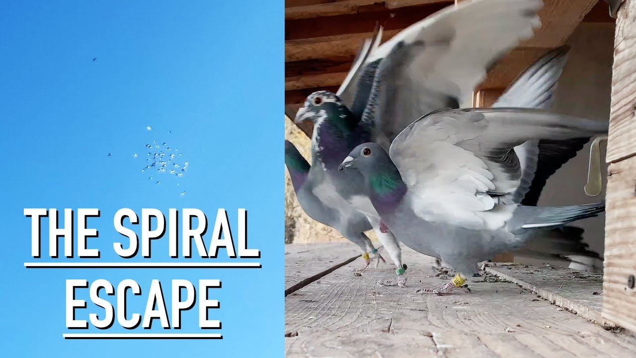 The Spiral Escape