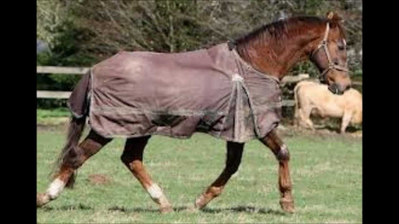 Ourasi mon hommage pour toi mon roi