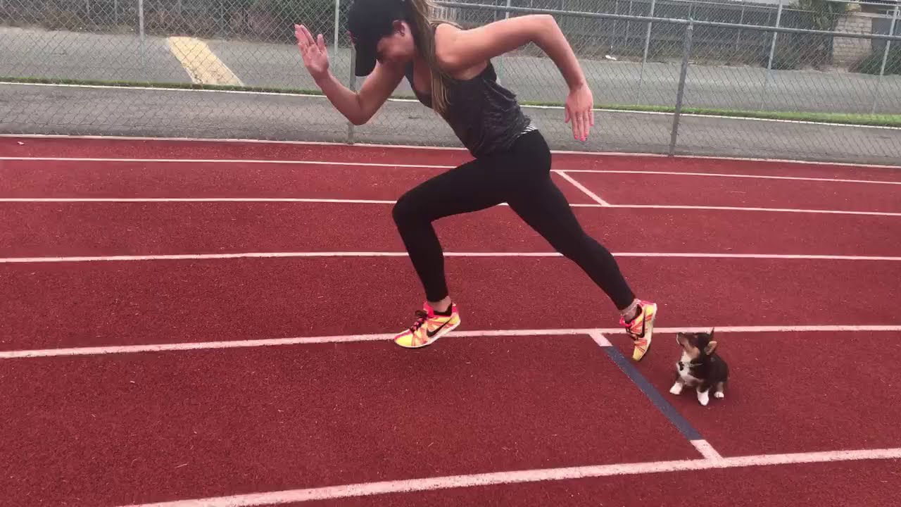 Baby Corgi Races Owner In The 100m Dash