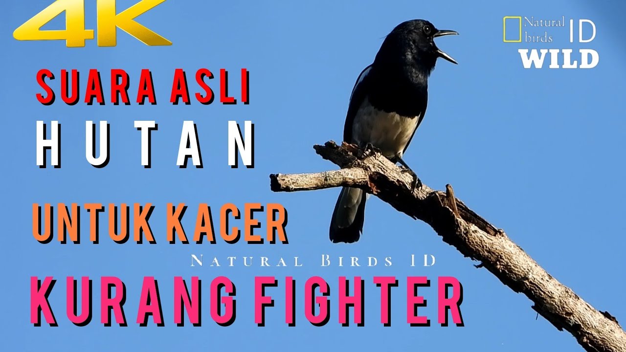 Kicau Burung Kacer Di Alam Liar, Untuk TERAPI Kacer Kurang FIGHTER(KUCICA KAMPUNG) part8