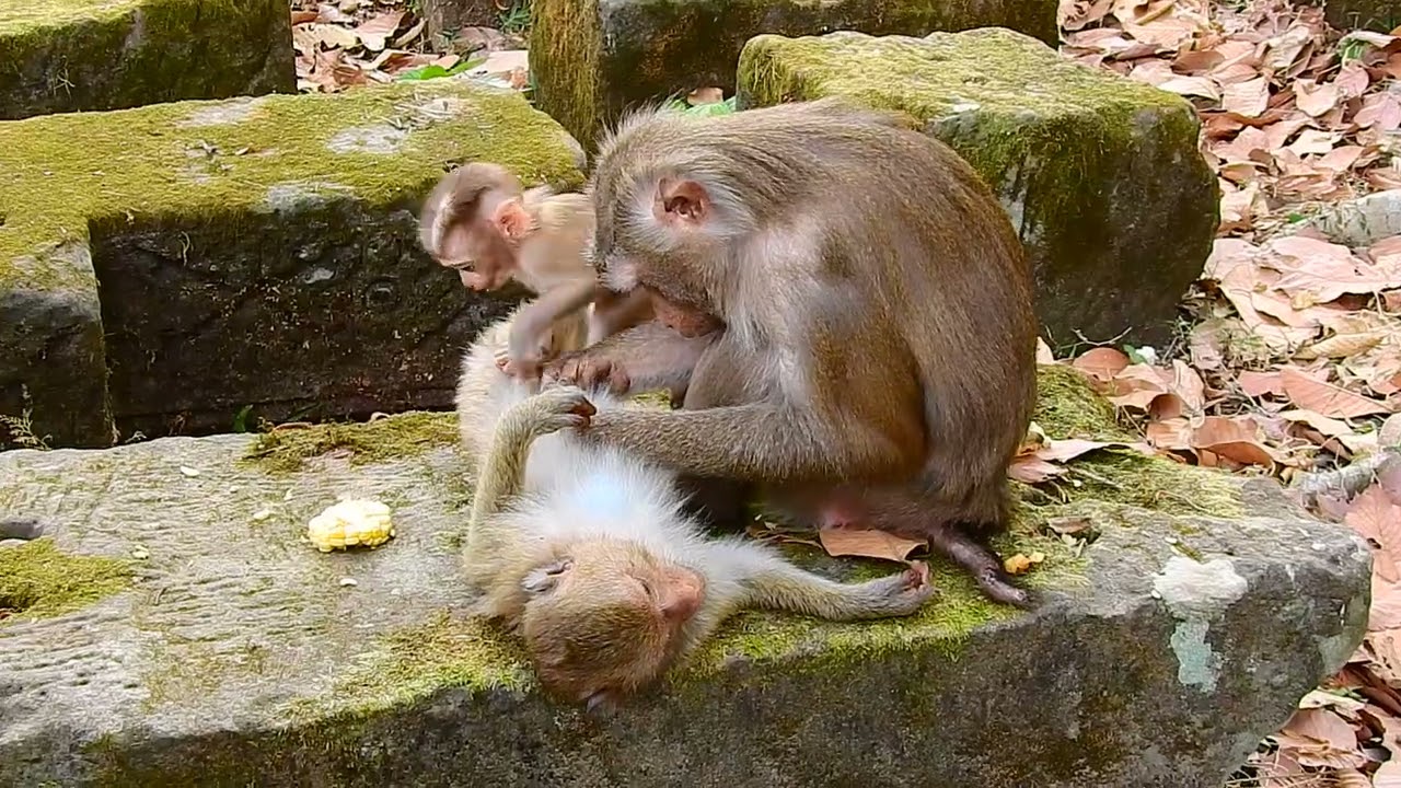 Mother take care baby monkey