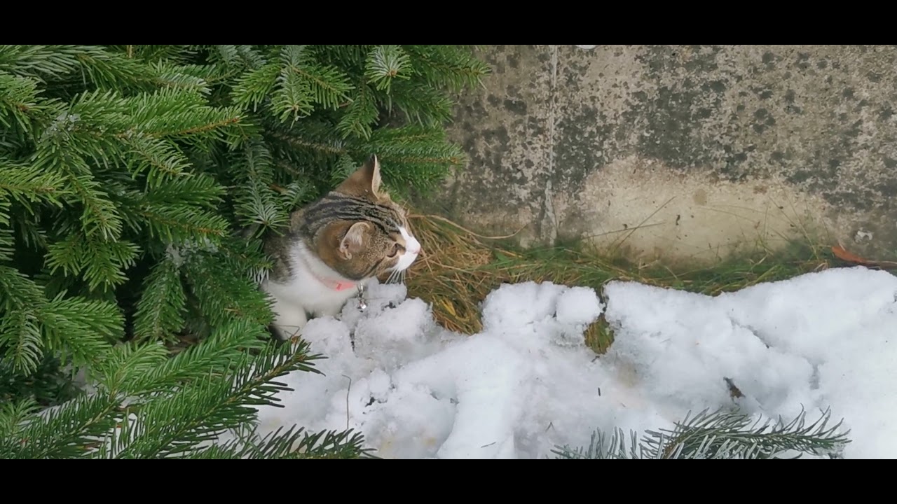Tannenbaum durch Steckling weiterleben lassen