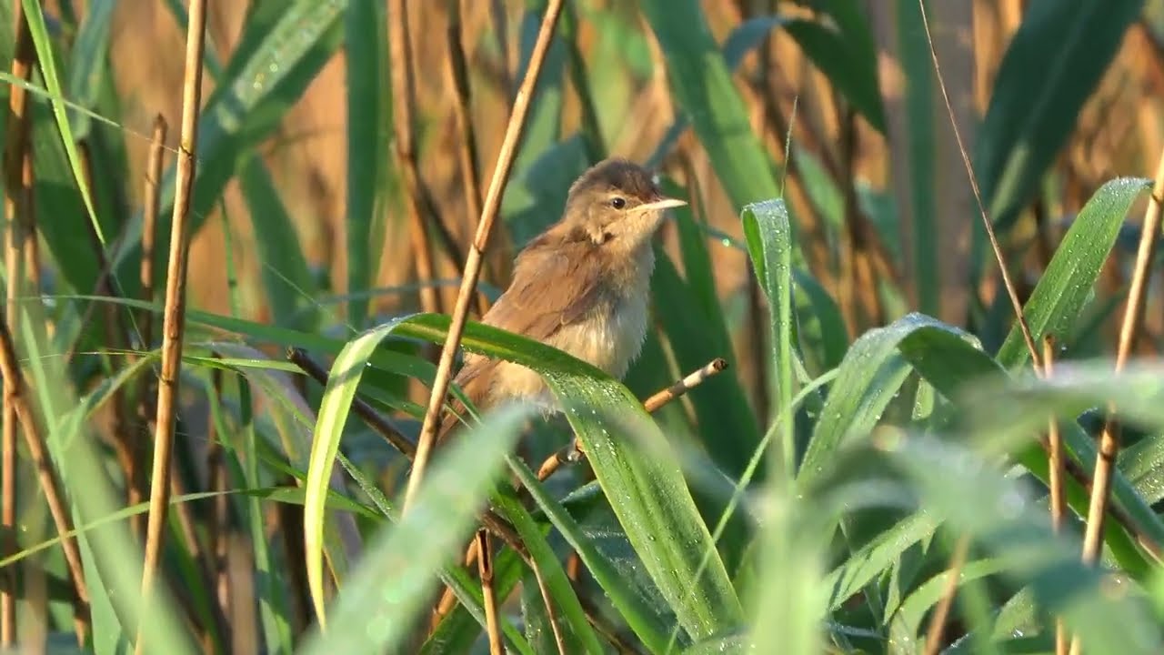 4K Podlot trzciniaka / Great reed warbler fledgling / Acrocephalus arundinaceus