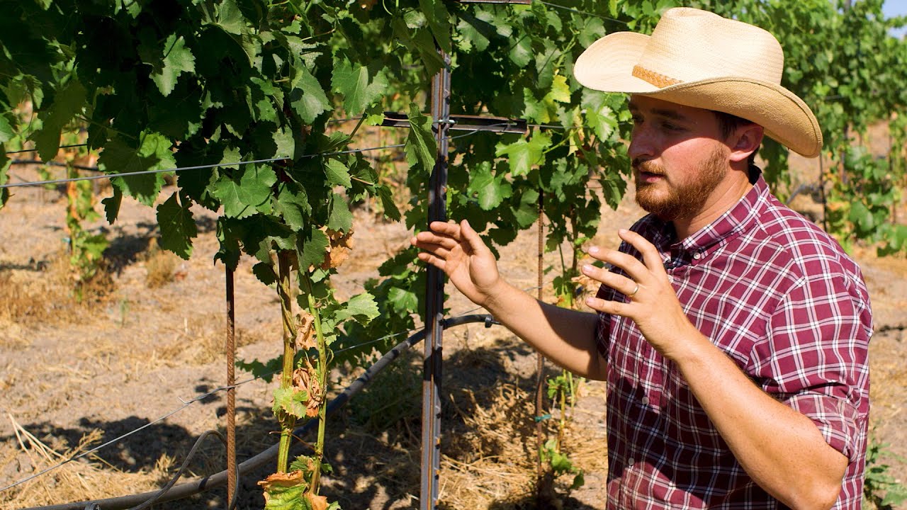 Vineyard Redevelopment (Part II)