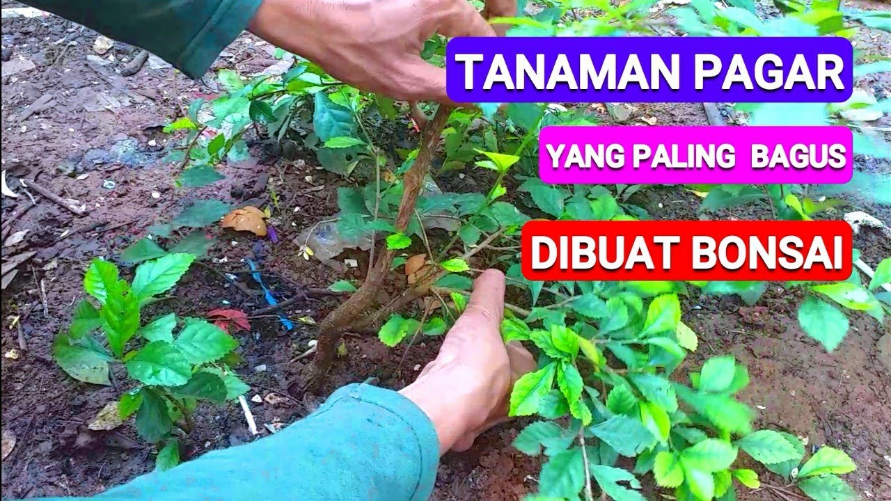 Bahan Bonsai Teh Tehan berkarakter