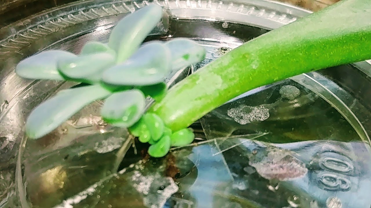 다육이 잎꽂이 물꽂이로 키웠더니(페트병 화분)Successful cultivation of succulent plant leaves in water