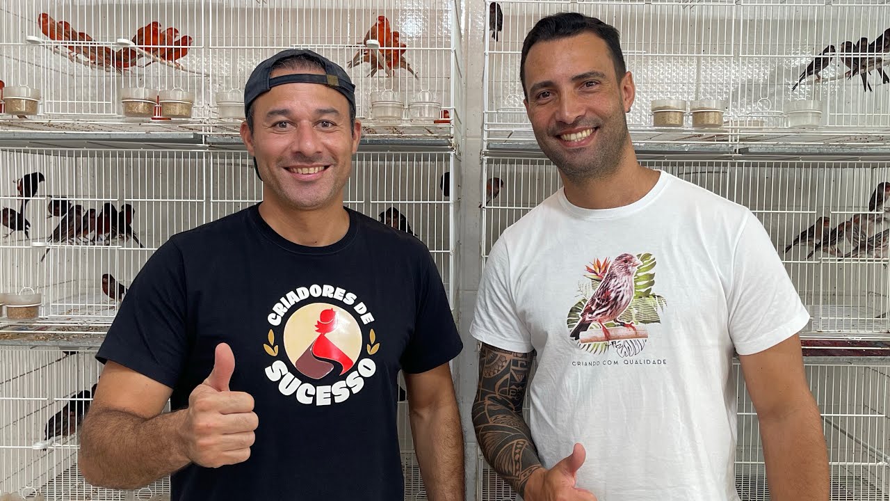 Como ter SUCESSO na CRIAÇÃO de CANÁRIOS