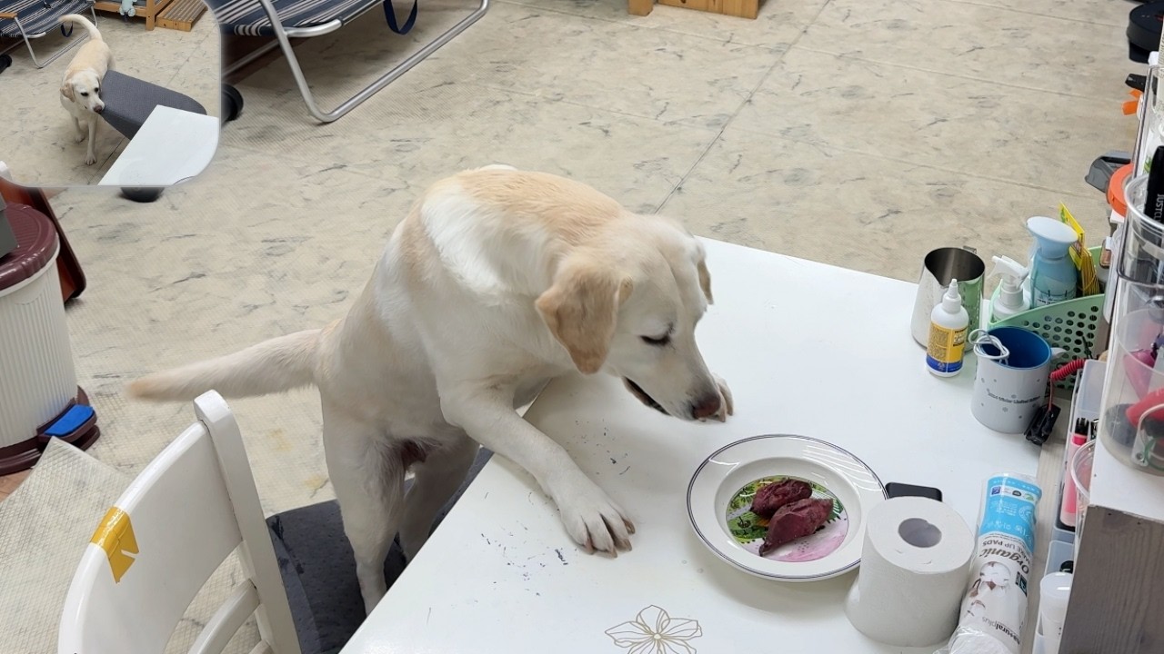 간식이 사라진 진짜 이유… 카메라에 찍힌 리트리버