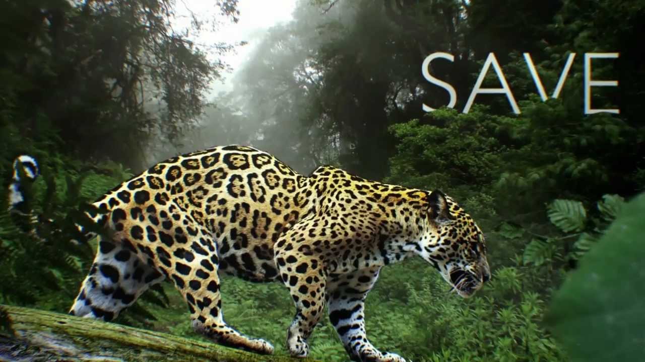 See Animals, Save Wildlife. At Seattle's Woodland Park Zoo
