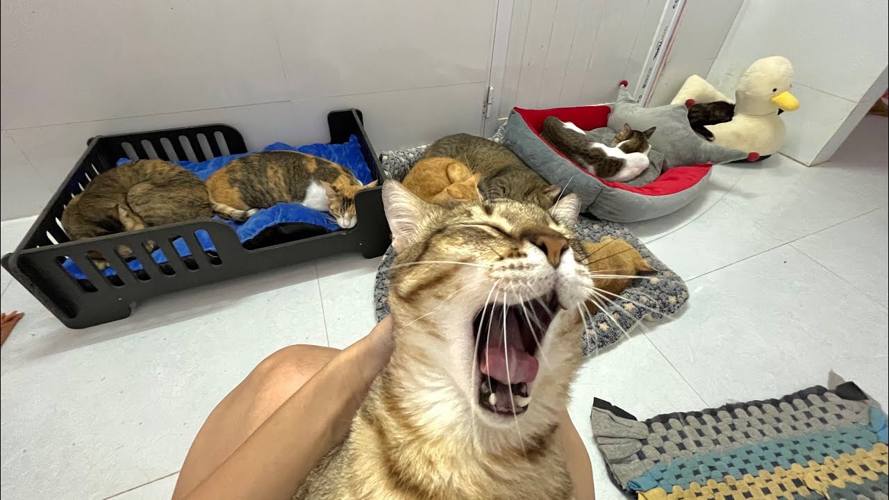 Một ngày BÁO của Mèo khế Thúi