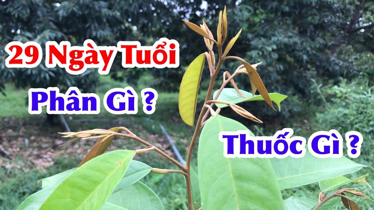 Ai Làm Sầu Riêng Nên xem Video Này Tham Khảo ( Tập 2 ) - Đắp Mô để Làm Gì? Dùng Phân Thuốc Gì? VĐT