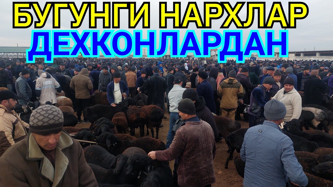 18.01.2026 КУЙ КУЗИ КУЧКОР ЭЧКИ НАРХЛАРИ ДЕХКОНЛАРДАН КАРШИ КАРВОН МОЛ БОЗОРИДА 