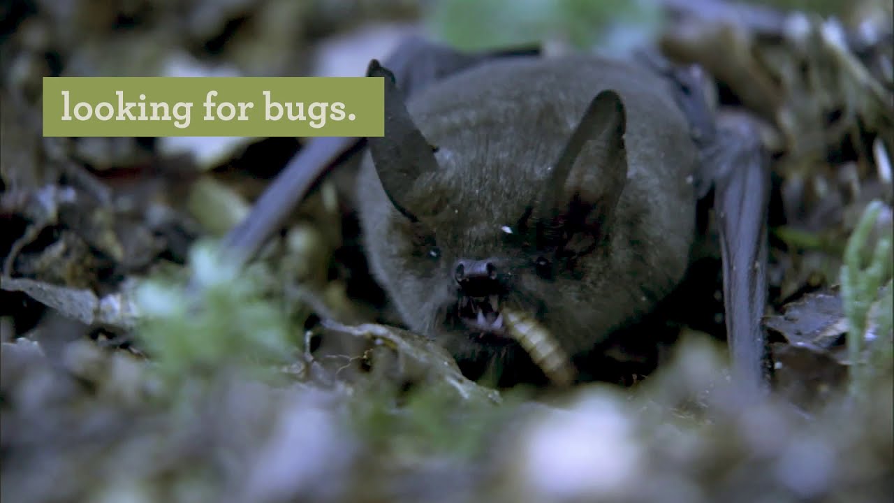 Great news for pekapeka! | New Zealand nature news