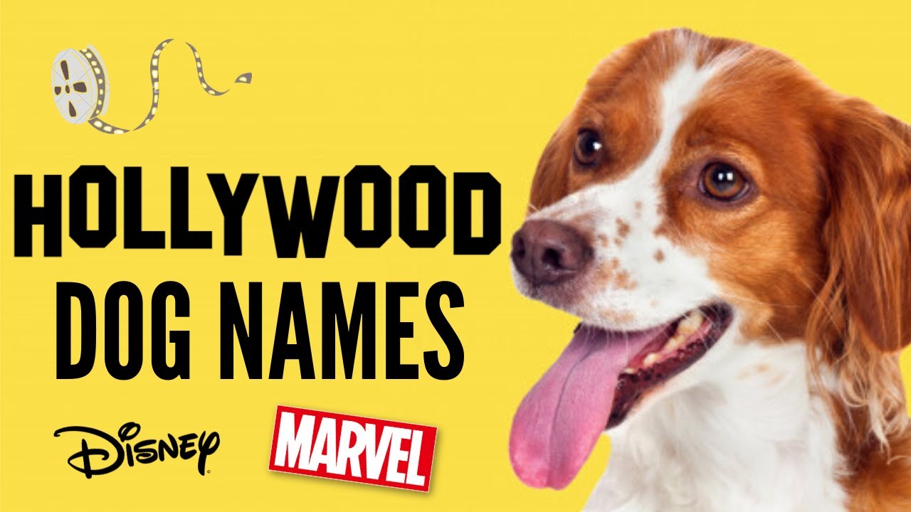 Лучшие имена для собак — Лучшие имена для собак в фильмах — Disney, Marvel, Hollywood Stars