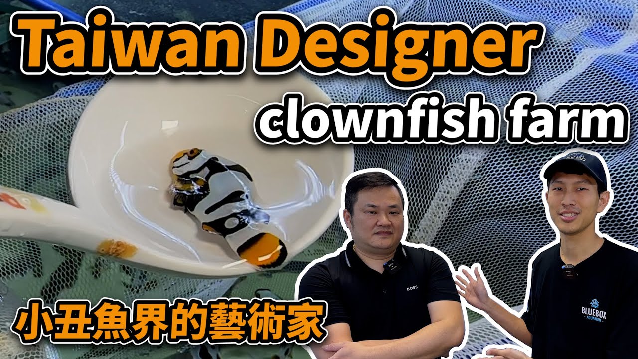 【藍箱水族】Taiwan Designer clownfish farm｜小丑魚的設計師 JBO繁殖場(開啟CC字幕)