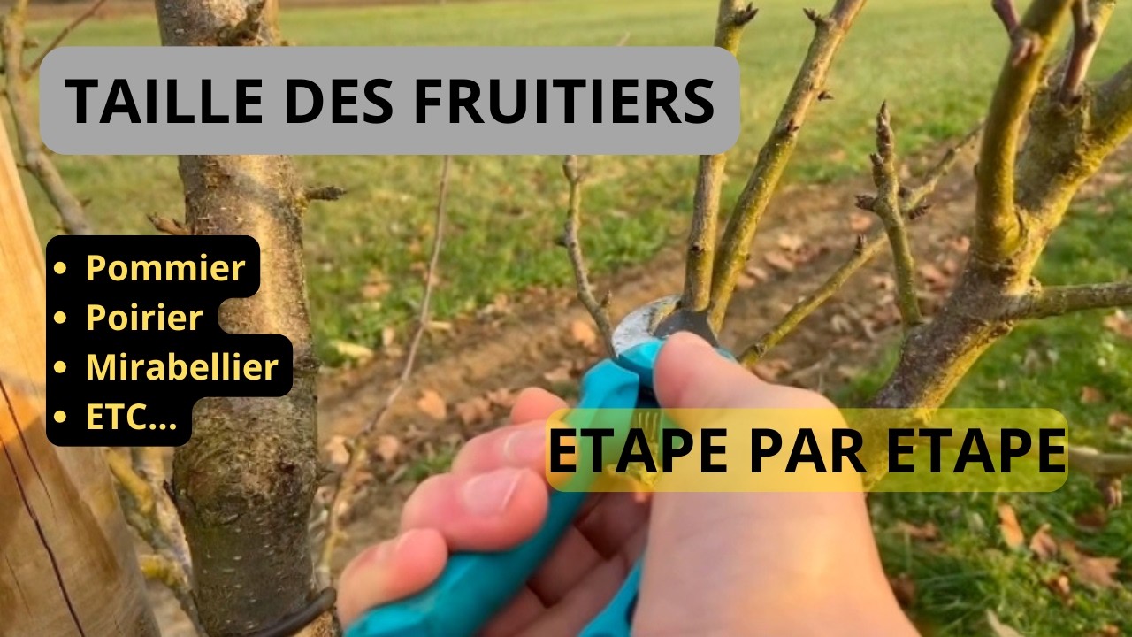 TAILLE des FRUITIERS
