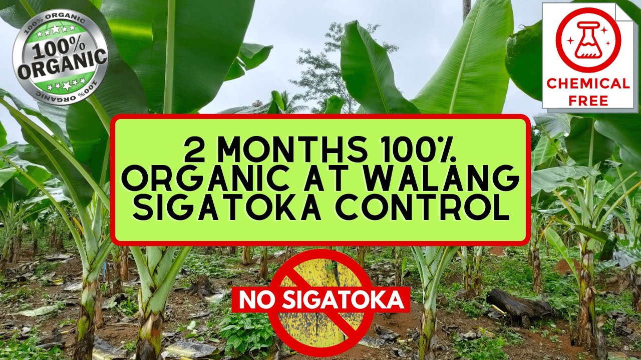 2 MONTHS 100% ORGANIC AT WALANG SIGATOKA CONTROL - AMAZING RESULT SA LAKATAN