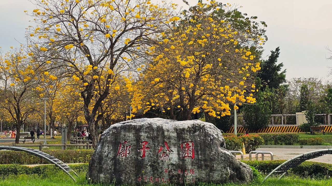 空拍 台中 廍子公園 黃風鈴木