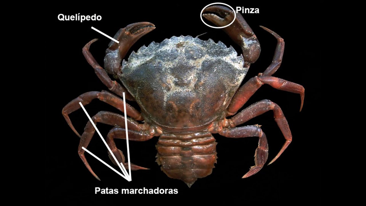 Disección de cangrejo de mar común (Infraorden Brachyura)