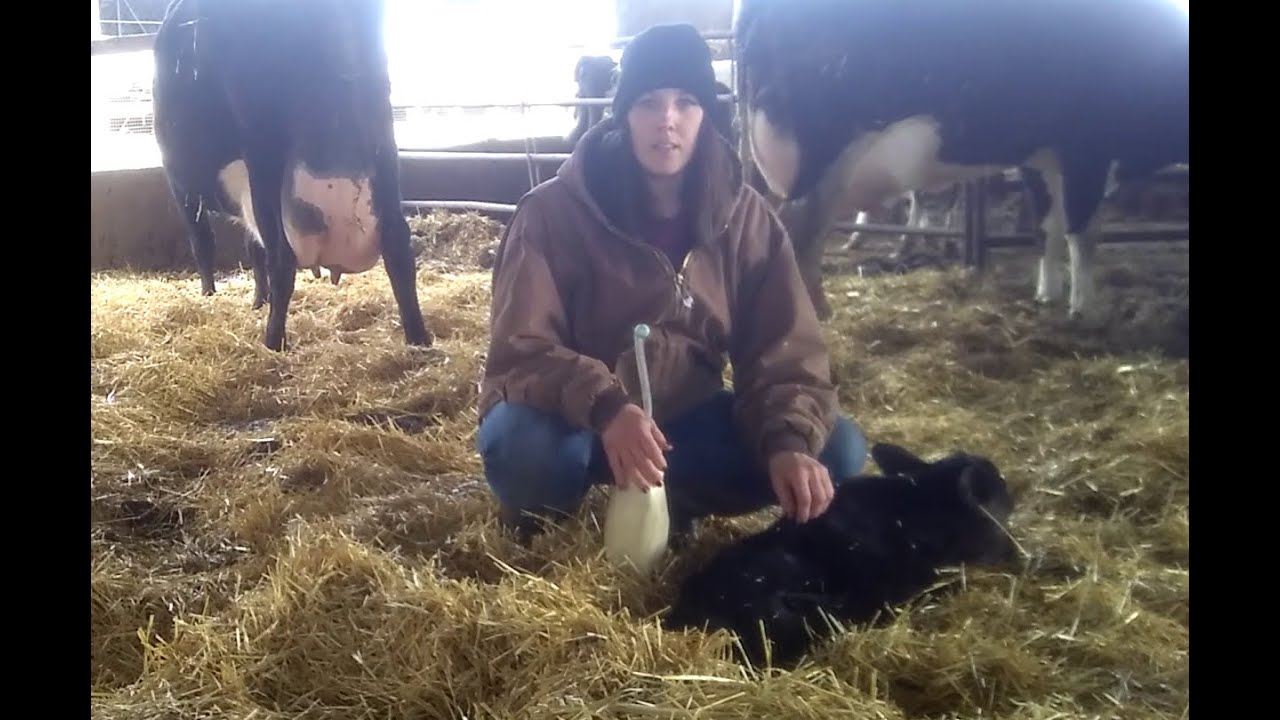 How to Tube Feed a Calf