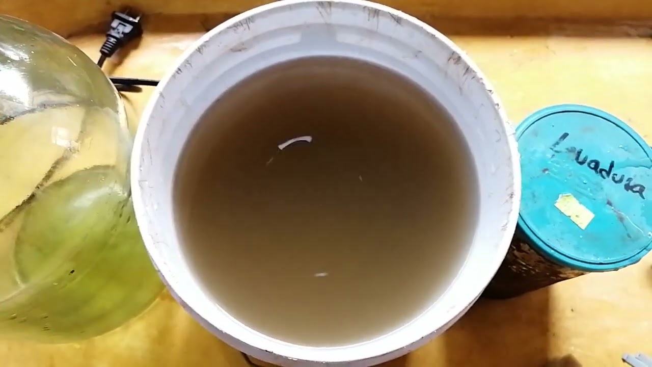 Como hacer infusorios fácil y rápido