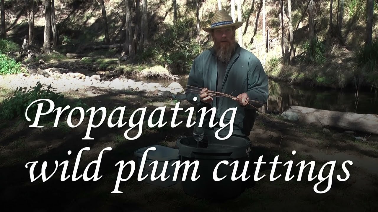 Propagating wild plum cuttings